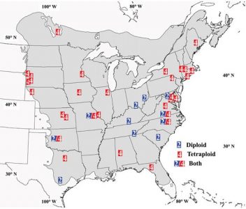 Combating Dutch Elm Disease Image